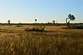 Fen during sunrise