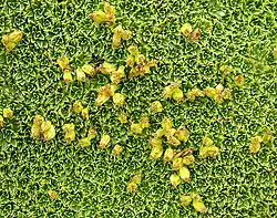 Close-up showing seeds