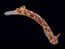 Hypselodoris yarae