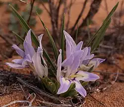 Babiana grandiflora