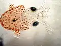 Hatchling