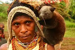 A tree-kangaroo about the size of a woman's head standing on her shoulder