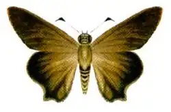 Brown awl