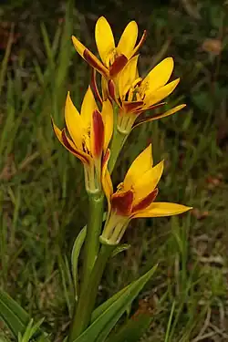 Full plant