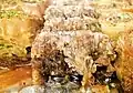 Tabriz's Baklava