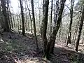 Outer bank and slope down to the Carmel Water.