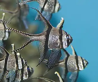 Cardinalfish swim in schools for protection against trevally.