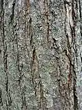 Bark of 20-year-old tree