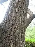 Bark from an old species in Luoyang