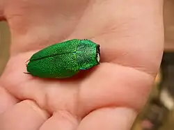 Steraspis squamosa