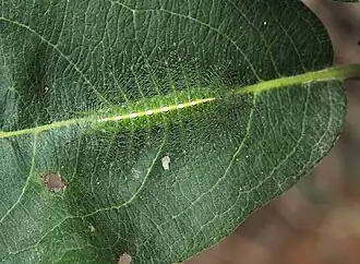 Caterpillar