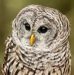 Close-up, Ontario