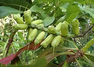Fruit of B.&nbsp;neocaledonica