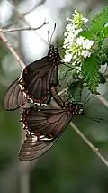 Mating
