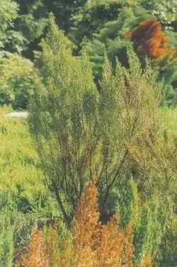 Erica arborea
