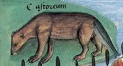 Image of a poorly drawn beaver with a tail that looks like the body of a fish