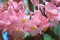 Begonia flowers