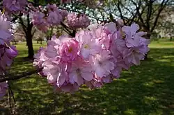 Prunus × sieboldii 'Beni-yutaka' [ja]. One of the cultivars selected for the British Award of Garden Merit.