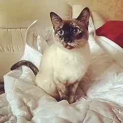 thai cat