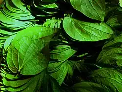 A sheaf of Mysore Betel leaves for sale in Bengaluru