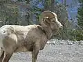 Ovis canadensis