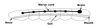 A rod-shaped body contains a digestive system running from the mouth at one end to the anus at the other. Alongside the digestive system is a nerve cord with a brain at the end, near to the mouth.