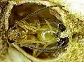 Wasp hatching