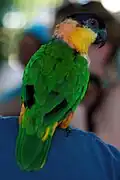 Back view