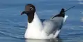 A black-headed gull seen from West Sussex, England.