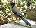 Black-headed jay at Sattal