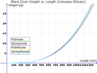 Black drum
