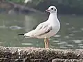 From Navi Mumbai, India