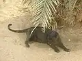 Black panther