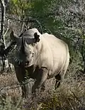 Black rhinoceros