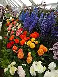 Begonias and Delphiniums from Blackmore & Langdon