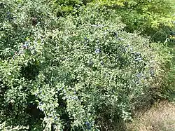 blackthorn bush