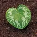 Leaf