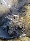 A Blanchard's cricket frog