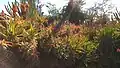 Blooming Aloe arborescens