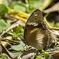 female H. p. nerina Cook Islands