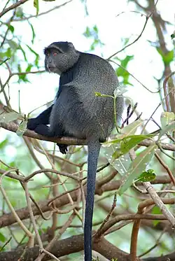 Lake Manyara National Park, Tanzania