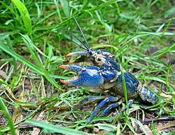 Cambarus monongalensis