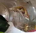 Pupa
