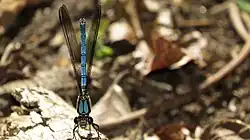 Male, face on