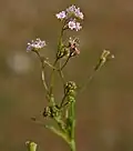 Boerhavia erecta in Hyderabad, India.