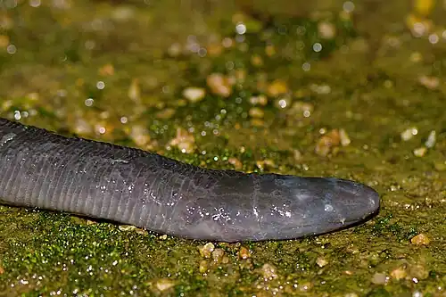 Head