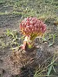 Buds of young inflorescence having emerged from enclosing bracts