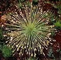 Close-up of infructescence