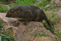 Brown squirrel