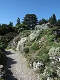 Alpinum